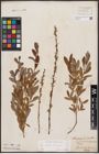 Foto von Salix aurita L. x Salix purpurea L.